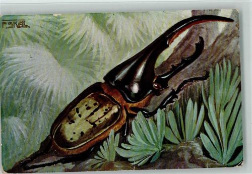 sign Skell - Käfer aus Brasilien 1913 AK
