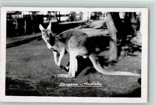 Kängeruh Foto 1958 AK