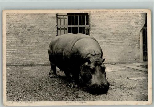 im Zoo - Hippopotamus 1905 AK Nilpferd