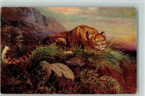 Tucks AK Wild Animals- Tiger - sign Rankin