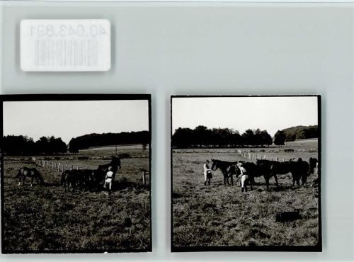 27624 W2852 Bederkesa FOTO KEINE AK Pferdekoppel