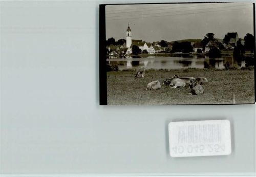 88353 W7964 Kißlegg FOTO KEINE AK Ruhende Kühe