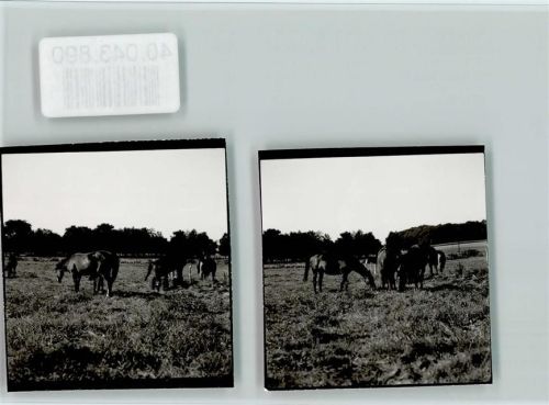 27624 W2852 Bederkesa FOTO KEINE AK Pferdekoppel