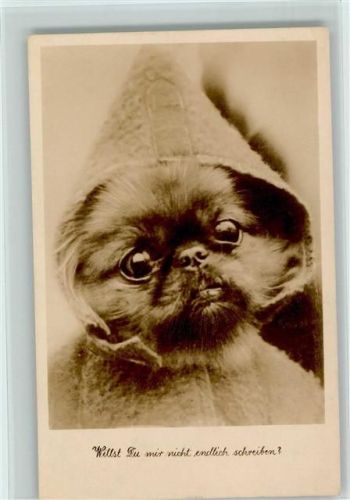 Pekinese mit Mütze 1954 Foto AK Pekinese