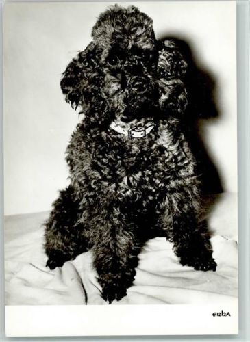 schwarzer Pudel Foto ca 1970 AK Pudel