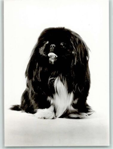 Pekinese Foto AK Pekinese