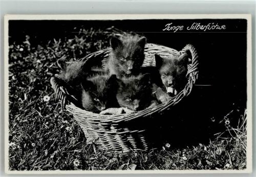 Alpine Silberfuchsfarm - Junge Füchse im Korb