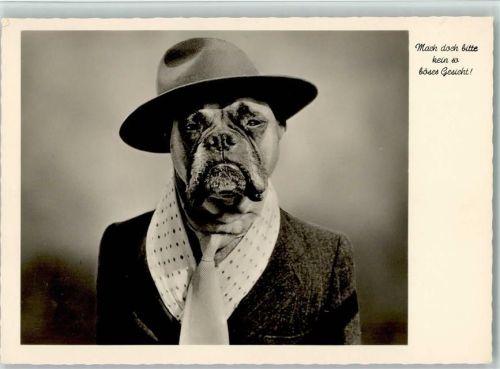 Nr. 3066 Gunkel - vermenschlichter Boxer mit Anzug, Schlips und Mütze Boxer