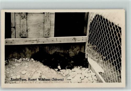 Säntis Farm Schweiz - Silberfuchs ca 1936 Foto AK