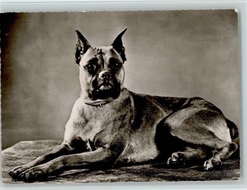Boxer Foto AK Boxer