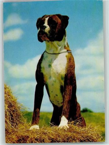 Deutscher Boxer ca 1970 AK Boxer