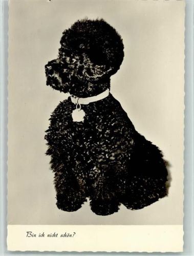 Bin ich nicht schön? Pudel ca 1936 AK Pudel