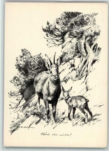 Gamsgeiß mit Kitz - Verein zum Schutze der Alpenpflanzen und Tiere München