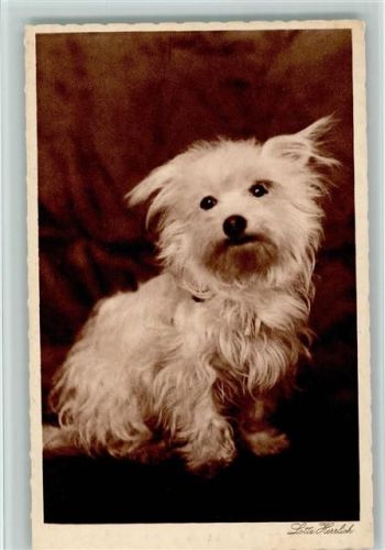 Lotte Herrlich AK Hunde 5. Sammlung Serie 83 AK Herrlich, Lotte