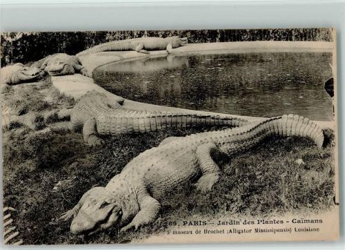 Paris - Jardin des Plantes - Caimans ca 1915 AK Krokodil