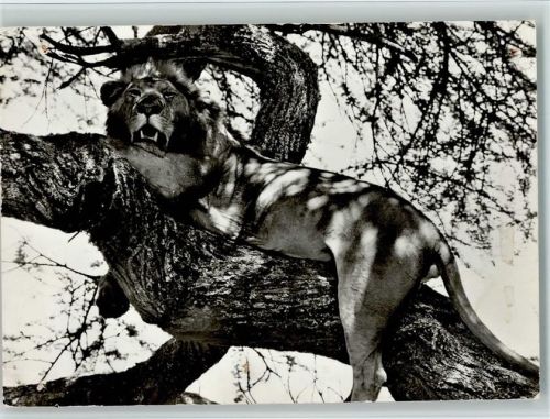 Masai Löwe auf einem Baum ca 1950 Foto AK