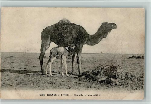 Nr. 6532 Scenes et Types - Kamel mit Junges ca 1915 AK Kamel