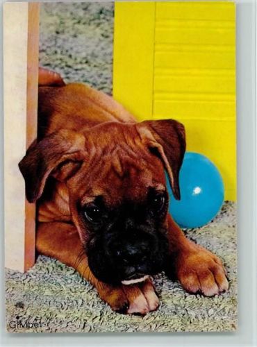 Kleine Bulldogge Boxer ca 1965 AK Boxer