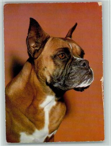 Deutscher Boxer ca 1965 AK Boxer