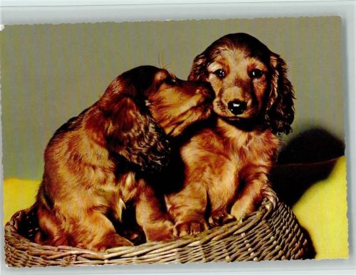 Cocker Spaniel Welpen im Korb ca 1965 AK Spaniel