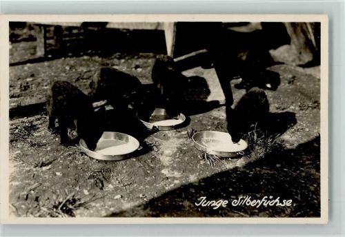 Junge Silberfüchse Foto 1936 AK Silberfuchsfarm Klosters