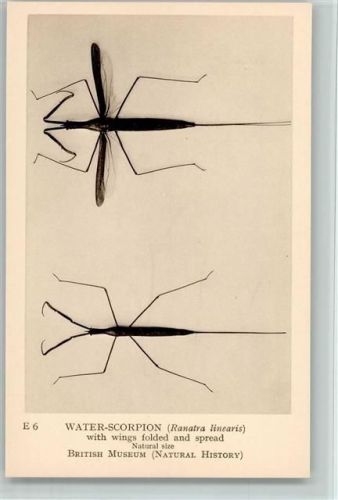 Water Scorpion