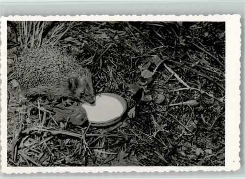 Milchschale mit Igel ca 1955 Foto AK Igel