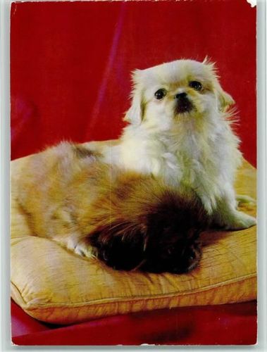 Pekinesen Welpen auf einem Kissen ca 1965 AK Pekinese