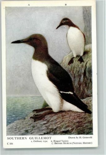 Southern Guillemot - Pinguine - Drawn by Grönvold Pinguin