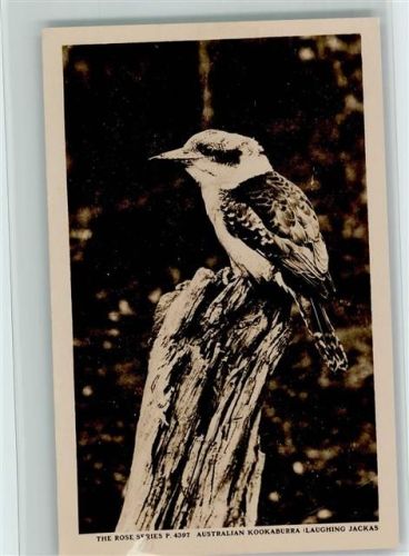 The Rose Series P. 4397 - Australian Kookaburra - Vögel