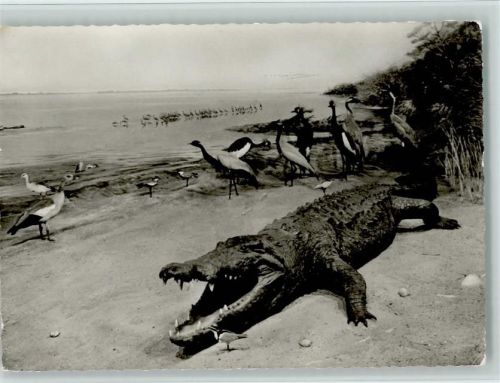 Tierleben am weißen Nil - Museum König in Bonn Krokodil