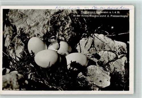 Gemsennest gefunden 1933 Photo Huber 5621 AK
