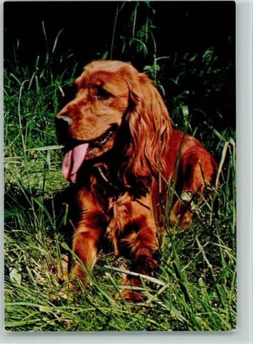 Spaniel ca 1965 AK Spaniel