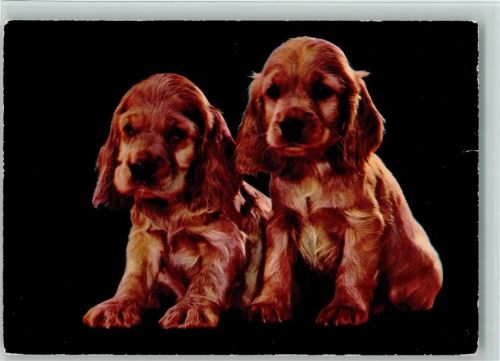 Cockerspaniel Welpen ca 1965 AK Spaniel