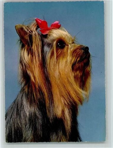 Yorkshire Terrier 1970 AK
