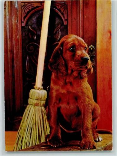 ca 1970 AK Spaniel