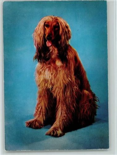 Afghane ca 1965 AK Windhund