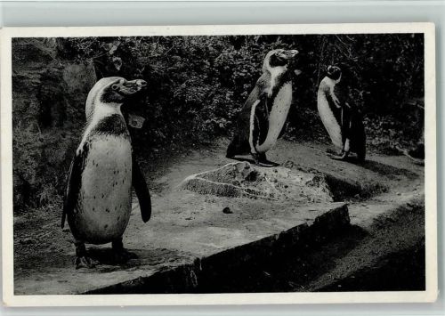 Pinguine des Versandhauses Nordland in Osnabrück 1957 AK Pinguin