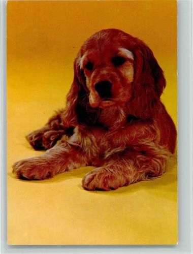 Spaniel Welpen Spaniel