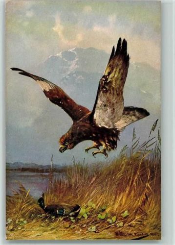 Serie 351 Adler greift sich eine Ente , Vögel