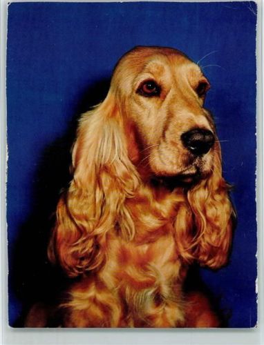 Brauner Cockerspaniel ca 1965 AK Spaniel