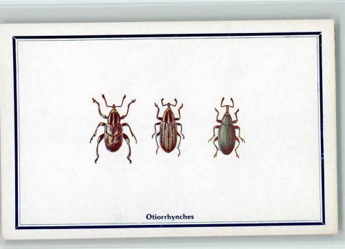 Otiorrhynches - Serie Coléoptéres Nr. 13,14,15 AK