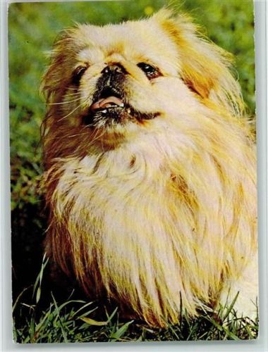 Peking Palast Hund 1981 AK Pekinese