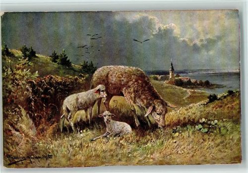 Schaf mit Lämmer ca 1905 AK