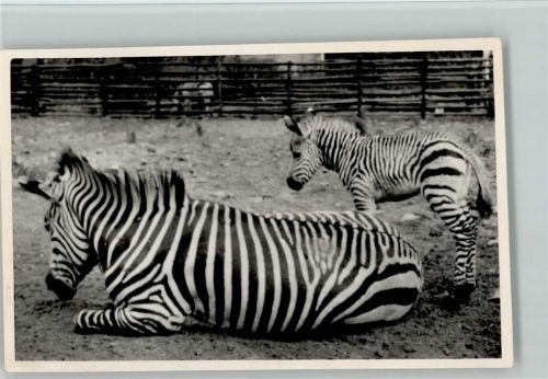 Junges 6 Tage altes Zebra Privatfoto
