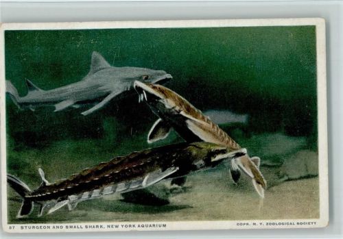 Nr. 37 Sturgeon and Small Shark - New York Aquarium ca 1940 AK