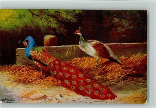 Pfau im Stroh - Vögel