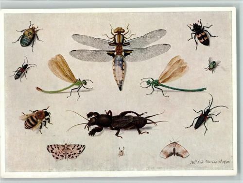 sign Sibylle Merian - versch. Käfer , Bienen , Libellen