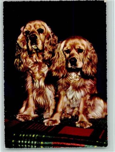 Zwei Welpen Verlag Krüger 900/254 AK Spaniel
