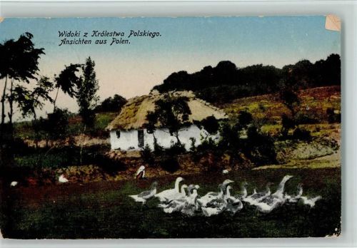 Ansichten aus Polen - Bauernhaus und Gänse 1915 AK Ente